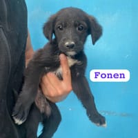 FONEN (union animal), chien à adopter