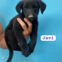 JAVI (union animal), chien à adopter