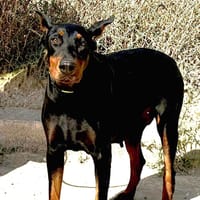 LIBRA (Maria), chienne à adopter