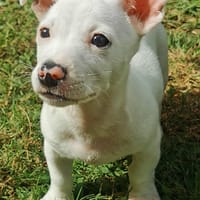 Mochi, chien à adopter