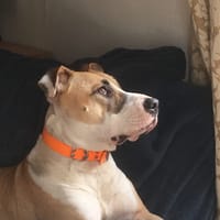 MADIE, chienne à adopter