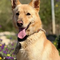 PERCY (Maria), chien à adopter