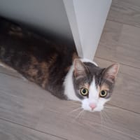 Saartje en sientje, poezen ter adoptie