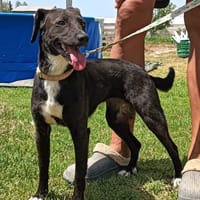 THILU (Maria), chienne à adopter