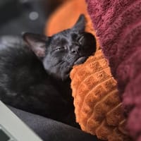 Dori en Lori, poezen ter adoptie