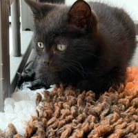 Panther en Panda, katers ter adoptie