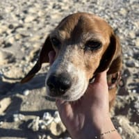 Sweetie, chienne à adopter