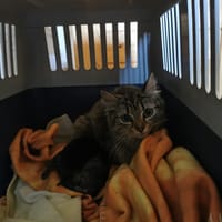 anaya, chatte à adopter
