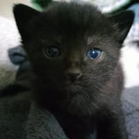 cartouche, chat à adopter