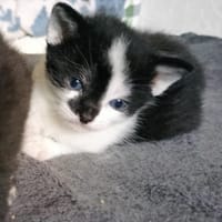 caboche, chat à adopter