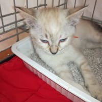 Litchi, chatte à adopter
