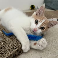 alias, chat à adopter