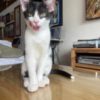 KARUNA, chat à adopter
