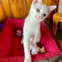 JIVY, chat à adopter