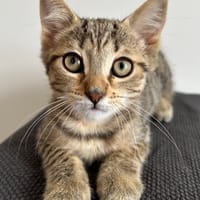 VALKA, chatte à adopter