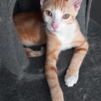 CRISPY, chat à adopter