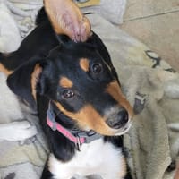 KODA, chien à adopter