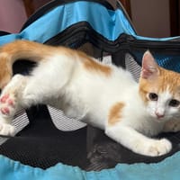 NOUGAT, chat à adopter