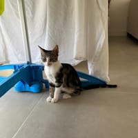 SIENA, chatte à adopter