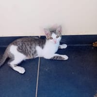 API, chat à adopter
