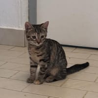NAWEL, chatte à adopter