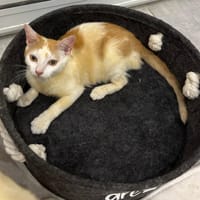CAOUCINE, chatte à adopter