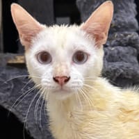 BLANCHETTE, chatte à adopter