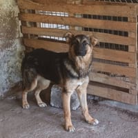 Yalta, chienne à adopter