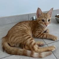 ALARIC, chat à adopter