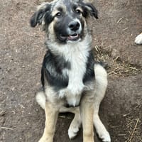Tamie, chienne à adopter