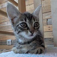 STUP, chatte à adopter