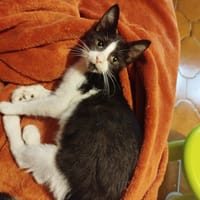 AIKO, chat à adopter
