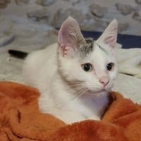 AYLA, chatte à adopter