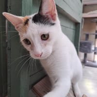 PLUME, chatte à adopter