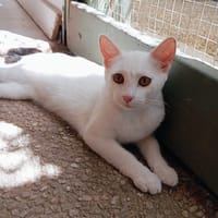 NEIGE, chatte à adopter