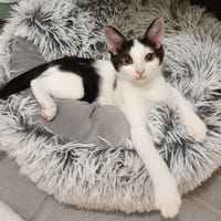 LINA, chatte à adopter