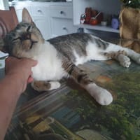 ZABOU, chat à adopter