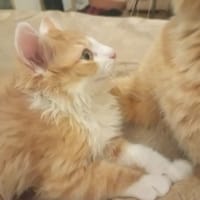 PARIS, chat à adopter