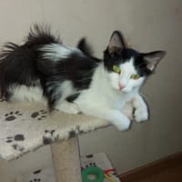YACINTA, chatte à adopter