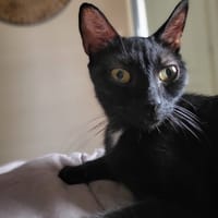 SPEAK, chatte à adopter