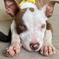 YELLOW le petit bellot, chien à adopter