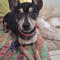 ZIGGY le petit pinscher, chien à adopter