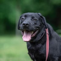 Bambo , pies do adopcji