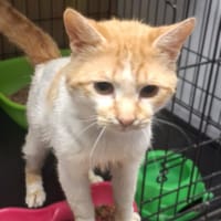 Kitan, kot do adopcji