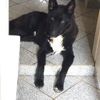 FINN - junger verschmuster Schäferhund, Hund zur Adoption