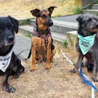 Hanno - der kleine Zottelbub, Hund zur Adoption