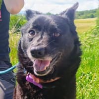 CHERRY wurde einfach ausgesetzt, Hündin zur Adoption