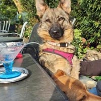 Cuba - wer geht mit mir ein Eis essen?, Hündin zur Adoption