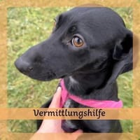 Vermittlungshilfe für Vesna 🐾, Hündin zur Adoption