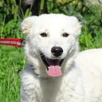 BONNIE 2 hat einen Wunsch, Hündin zur Adoption